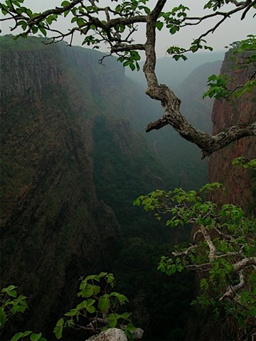 Overlooking a ravine with branches hanging out over the cliffs in Brazil