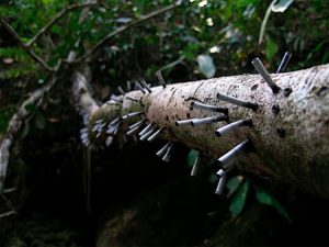bizarre jungle branch or vine 