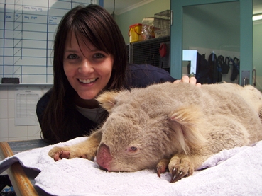 Auburn student with a Koala on a gurney